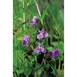 Mimulus ringens h20-p9