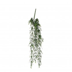 Chute Eucalyptus Vert Pe...
