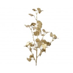 Tige branche gingko pes...