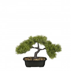 Bonsai Pin En Pot Vert...