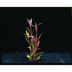 Plante aquatique 5CM POT...