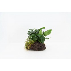 Plante fixée sur roche LAVA...