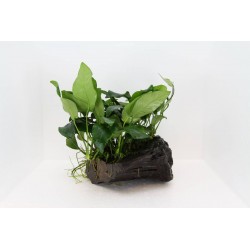 Plante fixée sur bois WOOD...