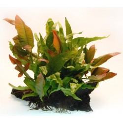 Plante fixée sur bois WOOD...
