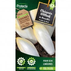 Chicorée endive de Bruxelles