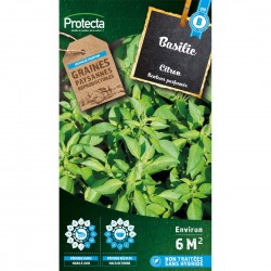 Basilic Citron