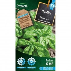 Basilic Grand vert