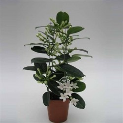 STEPHANOTIS 6+FLR-COLONN...