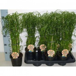 CYPERUS alternifolius H50 P14