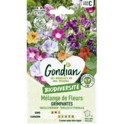 GONDIAN...