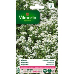 VILMORIN ALYSSE Corbeille...
