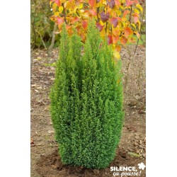 Chamaecyparis Lawsoniana...