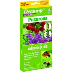 Coccinelles Adalia...
