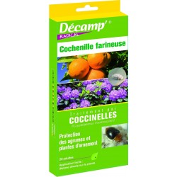 Coccinelles Crytolaemus...
