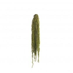 Amaranthus Vert Amande 