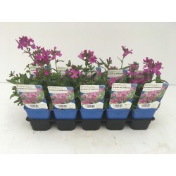 ARABIS blepharophylla...