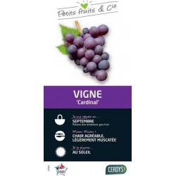 VIGNE 'Cardinal' C3L PETITS...