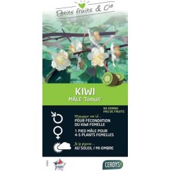 KIWI male 'Tomuri' C3L...