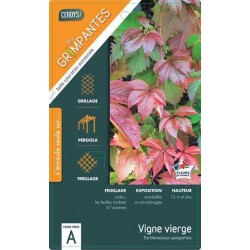 PARTHENOCISSUS quinquefolia...