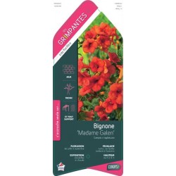 CAMPSIS tagliabuana 'Madame...