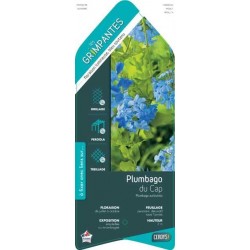 PLUMBAGO auriculata...