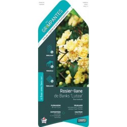 ROSIER banksiae 'Lutea'...