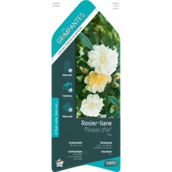 ROSIER 'Pinson d'Or'...