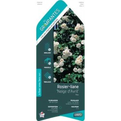 ROSIER 'Neige d'Avril'...