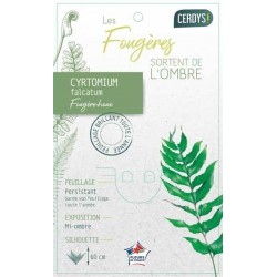 CYRTOMIUM falcatum C1L LES...