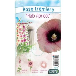 ALCEA rosea 'Halo Apricot'...