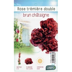 ALCEA rosea Chater's double...