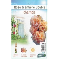ALCEA rosea 'Chater's...