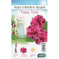ALCEA rosea 'Fiesta Time'...