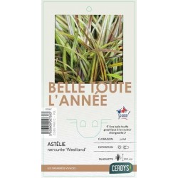 ASTELIA nervosa 'Westland'...