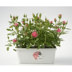 ROSIER JARD30 LES ROSIERS...