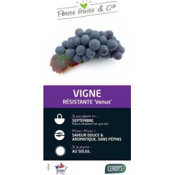 VIGNE 'Venus' PALIS 90/120...