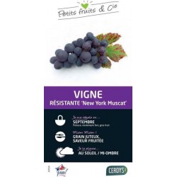 VIGNE 'New York Muscat'...