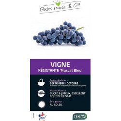 VIGNE 'Muscat Bleu' PALIS...
