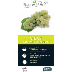 VIGNE 'Seyval Blanc' PALIS...