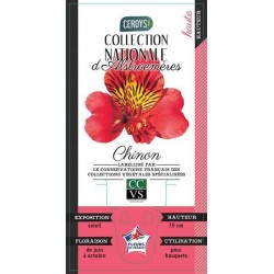 ALSTROEMERIA majestics...