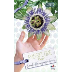 PASSIFLORA caerulea 'Duuk'...