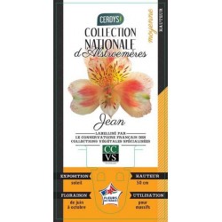 ALSTROEMERIA Ducs d'Anjou...