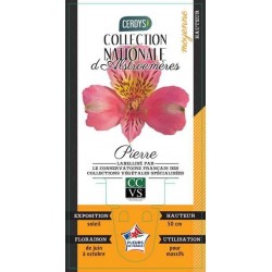 ALSTROEMERIA Ducs d'Anjou...