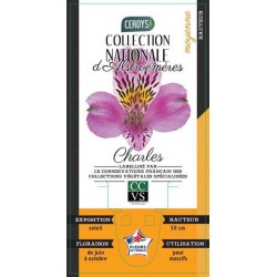 ALSTROEMERIA Ducs d'Anjou...