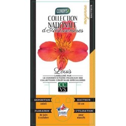 ALSTROEMERIA Ducs d'Anjou...