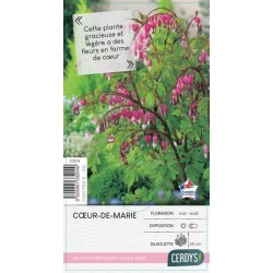 DICENTRA spectabilis...
