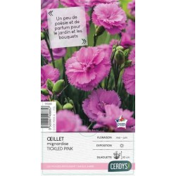 DIANTHUS Scent First...
