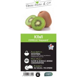KIWI femelle 'Hayward'...