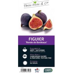 FIGUIER 'Ronde de Bordeaux'...
