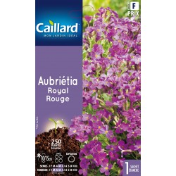 Graines Aubrietia royal...
